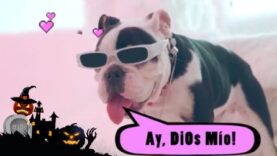 AY DIOS MIO Vs VERDE (Intro Halloween) – Karol G Vs J Balvin [ Dj Pinky ]